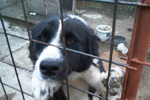 my dog - it is my dog called nana. u like this beautiful dog?