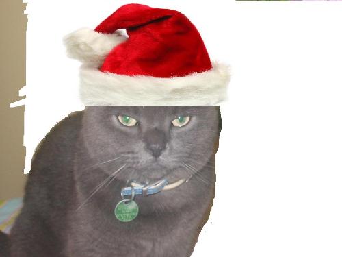 Oliver - Oliver the cat