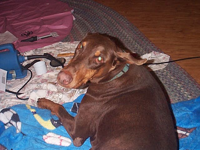 My dobie - My doberman