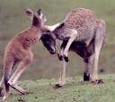 kangaroo - kangarooes