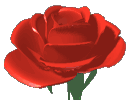 rose - Red rose