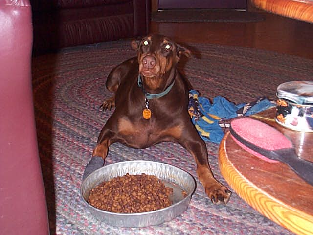 guarding food - she may not be hungry, but nobody else is gonna eat it!  LOL
