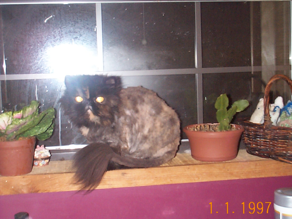 Lion cat - My lady with a lion cut.  She's not really thrilled about it in this picture, I'm afraid.