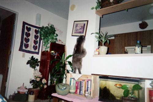 Cat climbing the walls. - Here she is climbing the wall trying to get that picture!