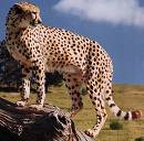 cheetah - they are very rare. we are lucky they still get caught in cameras.