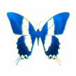 Butterflies - I love butterflies