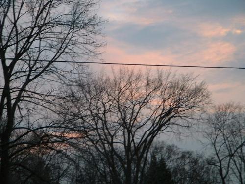 branches in the sunset - Branches in the sunset