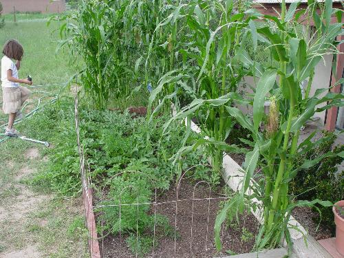 The vegtable garden - The kids planted this , this year and had corn, 4 watermelons and some carrots. the tomatoes came up a little late and then froze. The had so much fun planting it and harvesting.