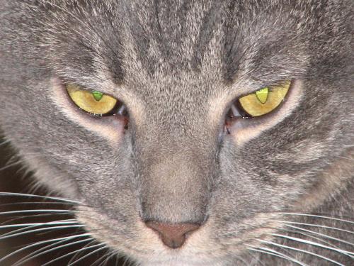 Cat Eyes - cat eyes