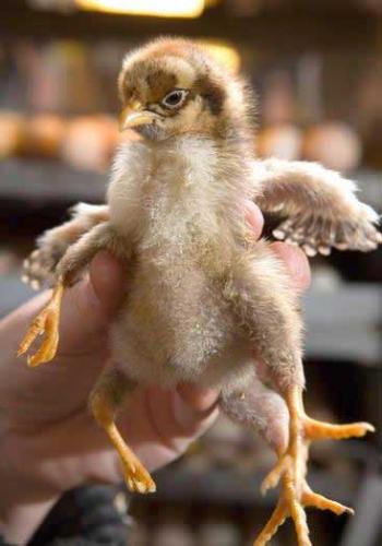 Chick - A baby chick with four legs. Its my Interest to collect these images, anyone have these type peculiar by birth may kindly be given the link to facilitate me to download.