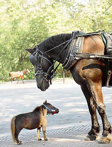 Little Horse - As small as two feet, it is very small compared with one year child. It is related to pygmies.