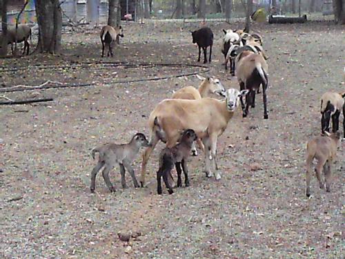 barbadoe sheep - barbadoe sheep