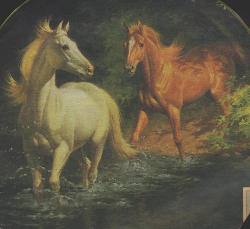 Horses in water - Some horses running carefree.