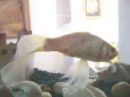 White Goldfish - White Goldfish