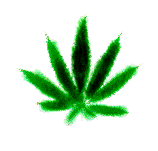 flower - flower