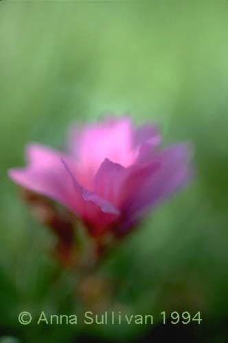 flower - flower