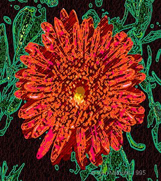 flower - flower