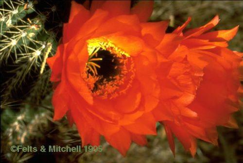 flower - flower