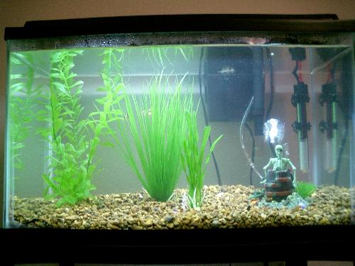 Fish Tank  - Fish Tank 
