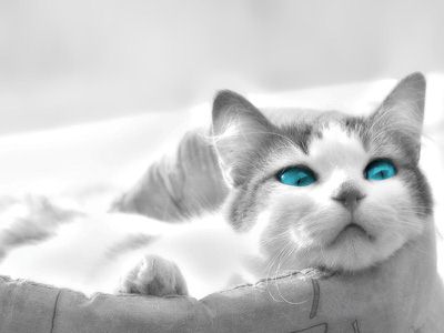 cute cat! - i love cats!!!