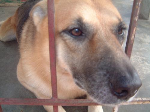 pepsi!! - my cute doggy!! PEPSI!!