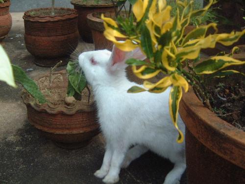chotu - he's ma cute rabbit!! Chotu!!!