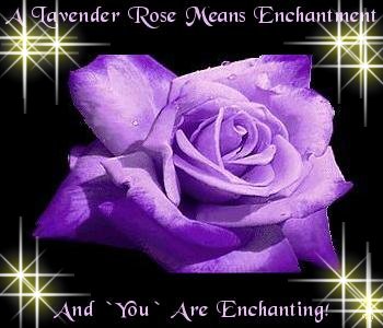 Enchanting  - A Lavender Rose Means Enchantment.