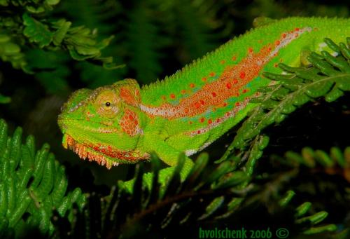 Cameleon - Nikon D50
18-200 mm VRII @ 200mm
Shutter Speed: 1/500 sec
Aperture: F/27.0 Cameleon - Nikon D50
18-200 mm VRII @ 200mm
Shutter Speed: 1/500 sec
Aperture: F/27.0