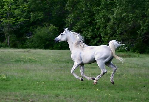 horse - horse