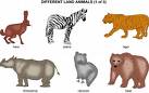 animals - animals