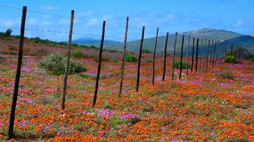 Namaqualand - Nikon D50 Nikkor AF, 18-200 mm VRII @ 50mm Shutter Speed: 1/45 sec Aperture: F/16.0