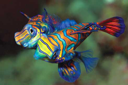water life - gd na