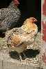 Live Chickens - Picture of two lovely hens in excellent condition