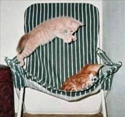 Surprise - A picture of a cat jumping on a sleeping cat