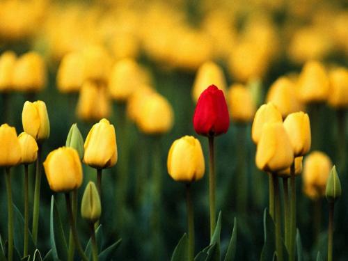 flowers - flowers 4 u