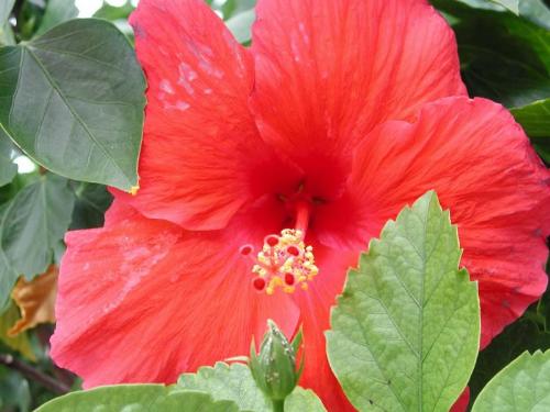 flower - flower