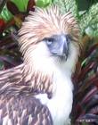 Philippine eagle - This is the world renowned Philippine eagle.
