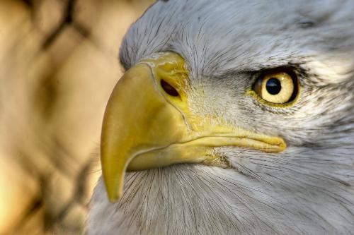 Eagle - I love wolf, eagles, indian...and the moon...