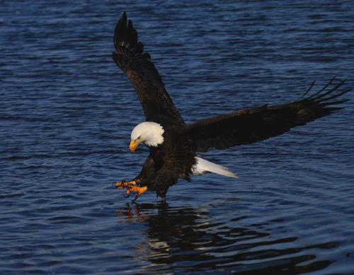 Eagle2 - Eagle that is ready to fish...it's wonderful...