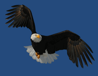 Eagle on the fly - I love eagle flying