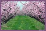 flowers - Do you like flowers?