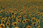 FLOWERS - Beautiful flowers