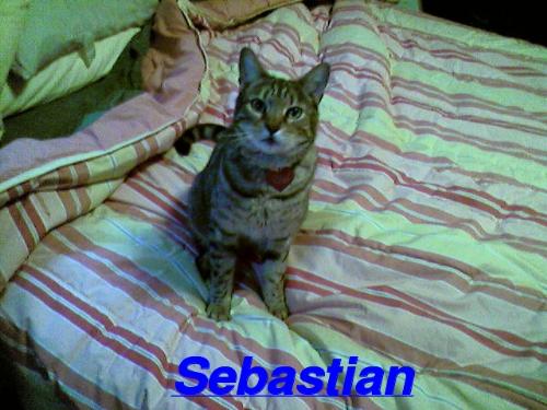 My Cat! - He is 43 years old!