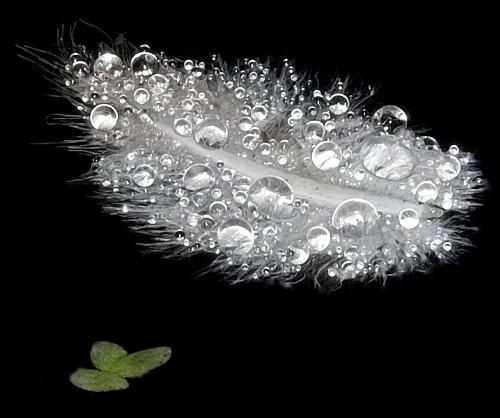 Feather with dew drops - My best picture so far! Nikon D50 18-200 VII