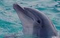 Swim with the dolphins - I'd love to swim with them