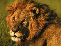 Hottest Male - Hottest Lion