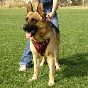 german shepard - german shepard german shepard - german shepard