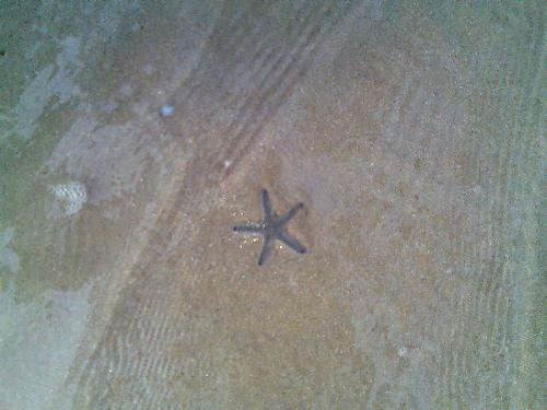 star fish - well this ws taken in malpe beach in manipal karnataka...its a beautiful star fish....guess u people mite hv seen one in ut life...