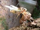 cicada - cicada