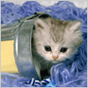 sweety cat - sweety cat my favorite pet
